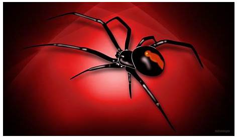 Black Widow Spider Wallpaper (72+ Images)
