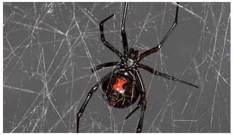 Black Widow Spider Web Images On Stock Photo. Image Of Scared
