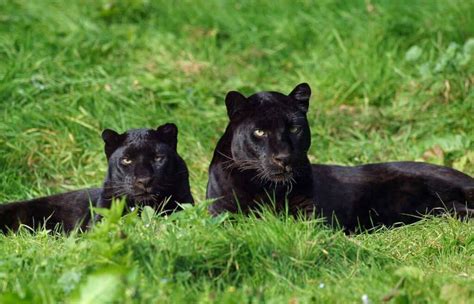black 2 panthers