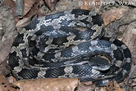 Unveiling the Mystique of Black and Gray Snakes Species