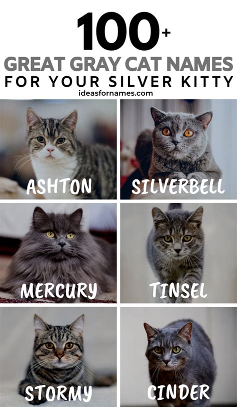 black and grey tabby cat names