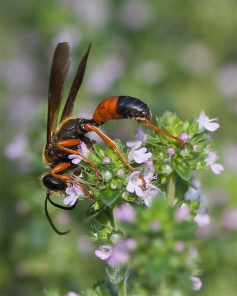 black and orange wasps in florida
