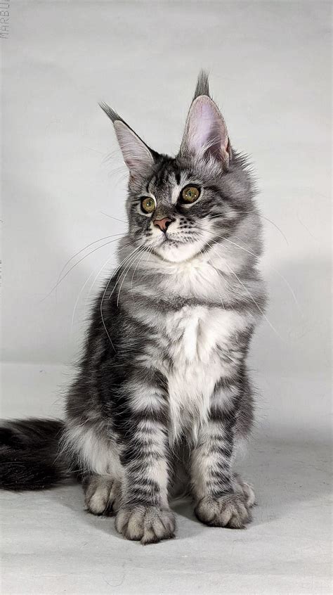 black and silver tabby maine coon