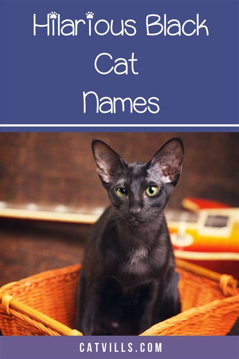 Black and Tan Cat Names