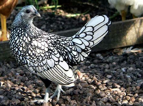 black and white bantam chicken breeds