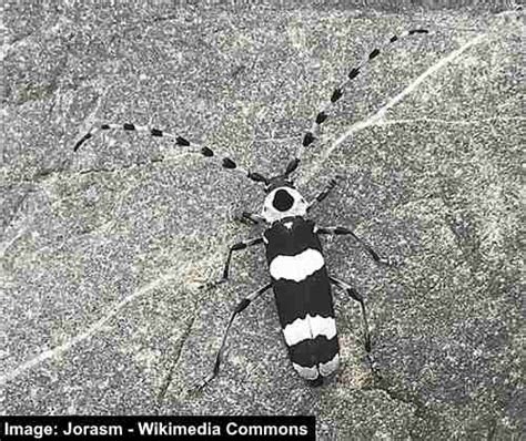 Black And White Beetle Bug