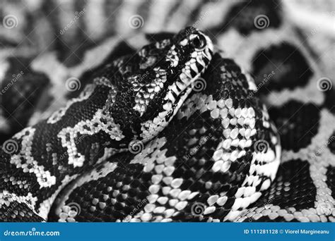 Black And White Carpet Python