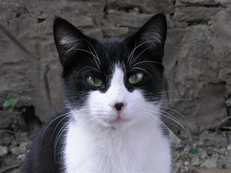 black and white cat picture