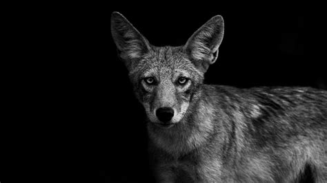 black and white coyote images