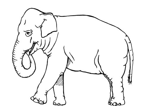black and white elephant to color