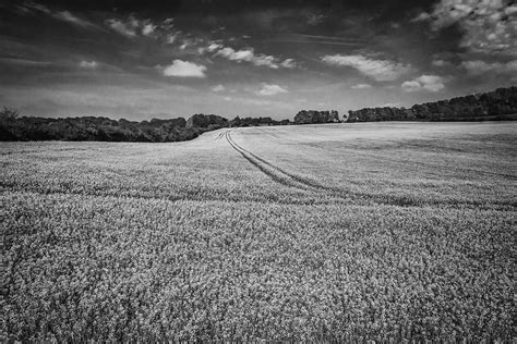 black and white field photo