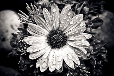 black and white flower types