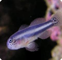 black and white goby