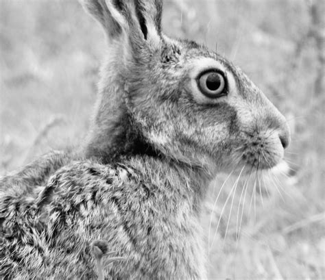 black and white hare images
