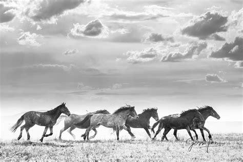black and white mustang horse images