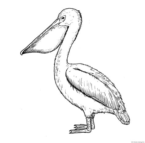 black and white pelican drawing
