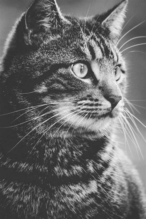 black and white photography cat