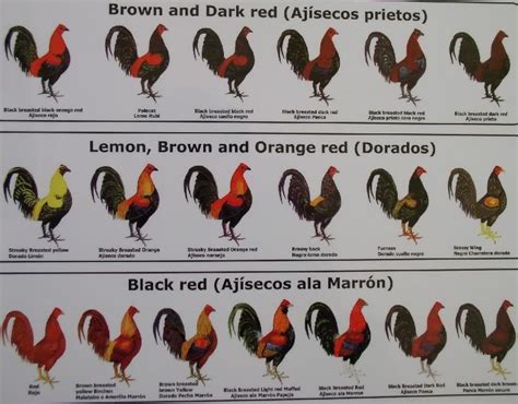 black and white roosters names