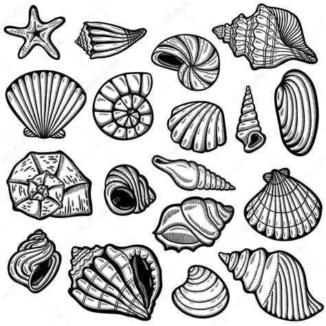 black and white sea shells