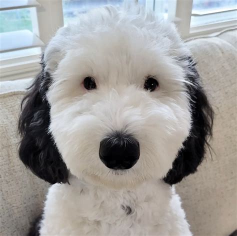 black and white sheepadoodle