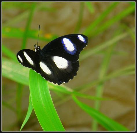 black and white spotted butterfly