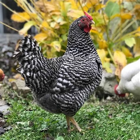 black and white spotted rooster