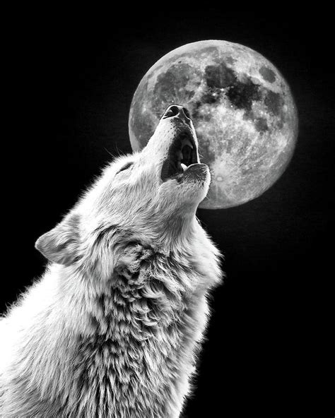 black and white wolf howling