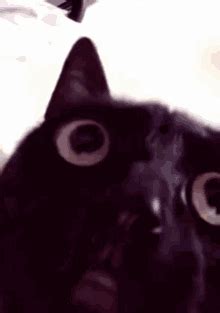 black angry cat meme