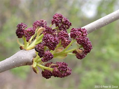Black Ash Flower