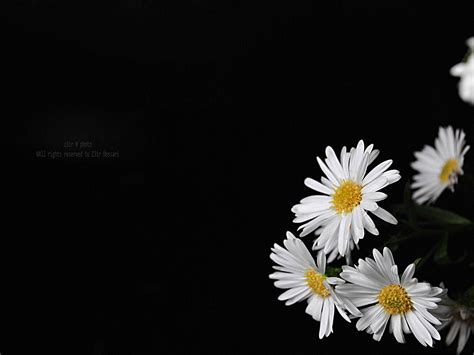 Black Background And Flower