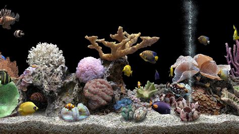 Black Background Aquarium