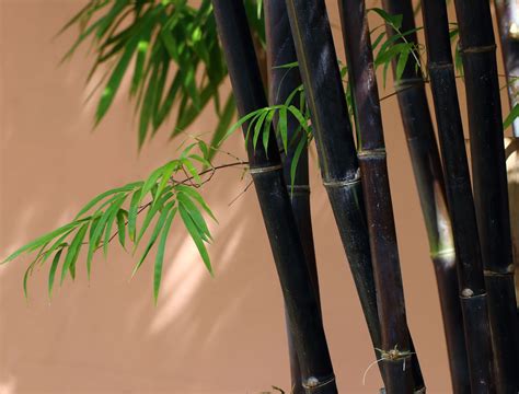 black bamboo
