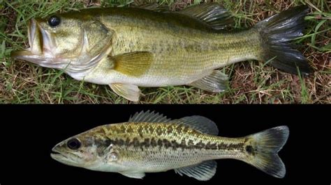 black bass vs largemouth bass