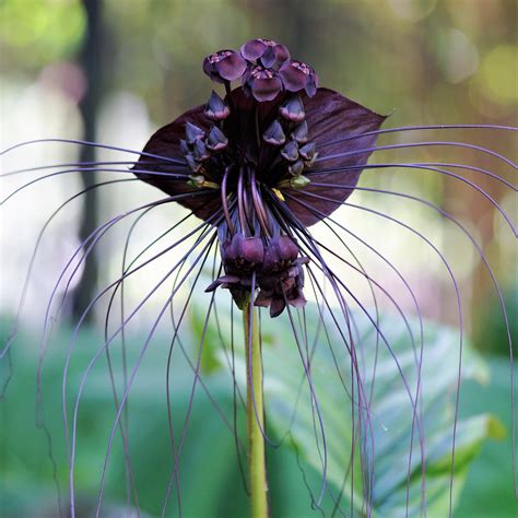 black bat flower care
