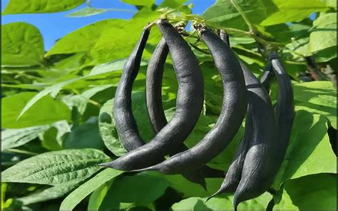 The Benefits Of Growing Black Beans