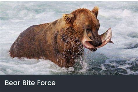 black bear bite force