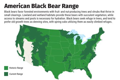 Black Bear Conservation Status