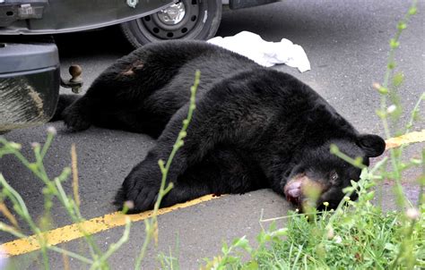 black bear hit by car
