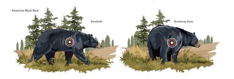 Black Bear Kill Zone Size Chart