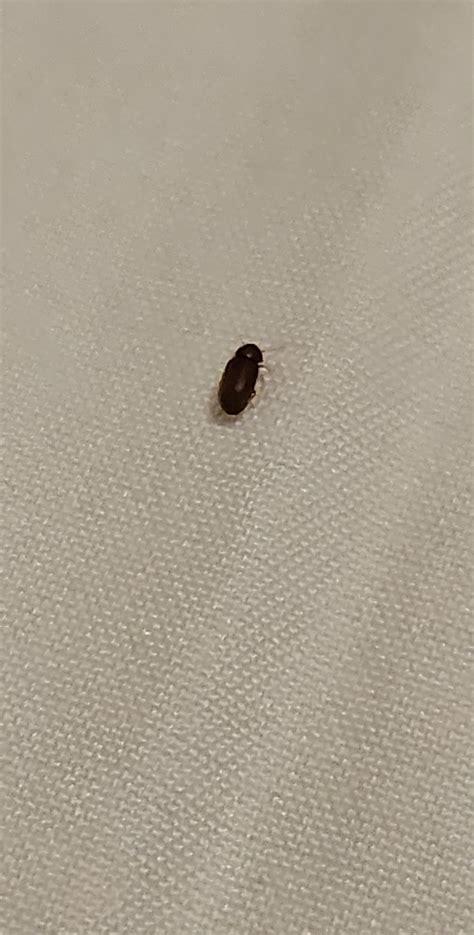 Black Beetles In My Bedroom
