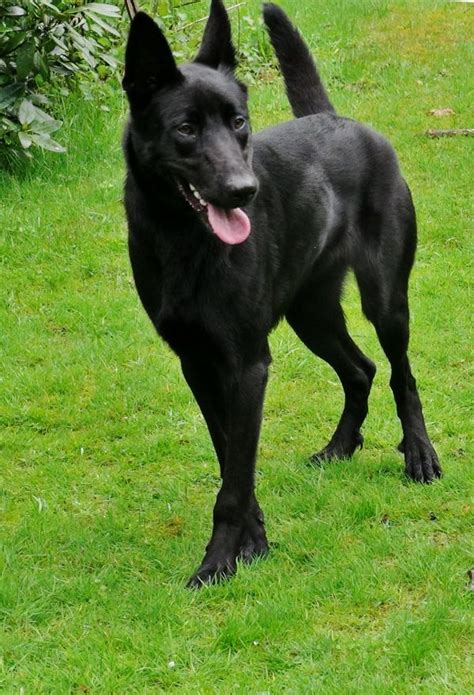 black belgian malinois dog for sale