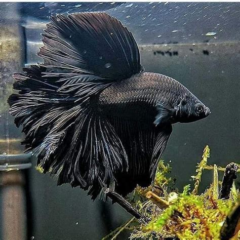 black betta mo