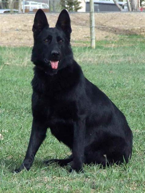 black big german shepherd