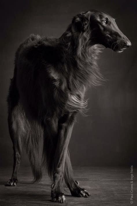 Black Borzoi