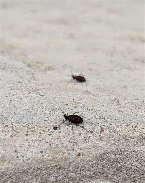 Black Bugs Coming From Outside