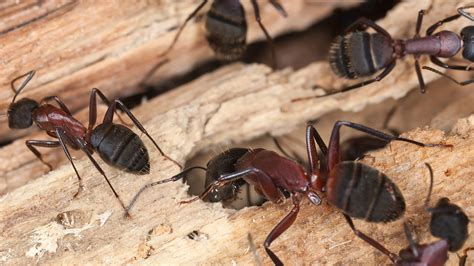 black carpenter ant diet