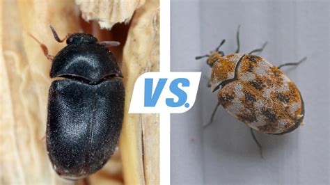 Black Carpet Beetle Range