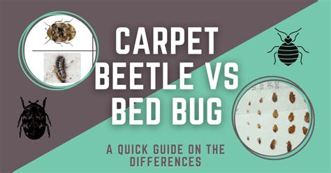 Black Carpet Beetle Vs Bed Bug
