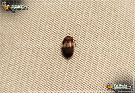 Black Carpet Beetles Bite