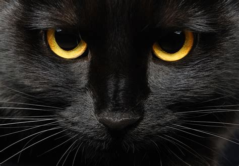 Unveiling the Mysterious World of Black Cats: A Feline Enigma